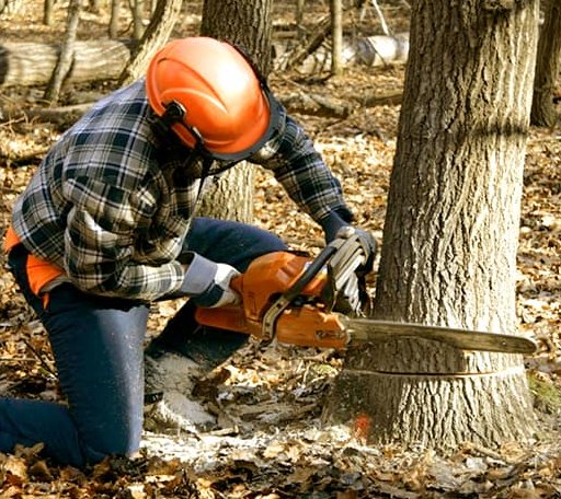 Tree Removal in Knoxville, MD